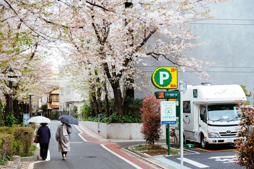 Những điều thú vị về sakura - loài hoa không chỉ có sắc hồng ảnh 2