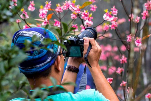 Ngất ngây sắc đào chuông trên đỉnh Bà Nà ảnh 5