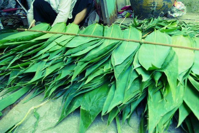 Lá tre bát độ được thu mua xuất khẩu sang Đài Loan.