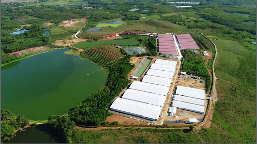 Trang trại chăn nuôi của DBC