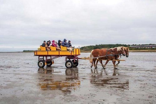 Wadden - vùng biển “kỳ lạ” của Hà Lan ảnh 2
