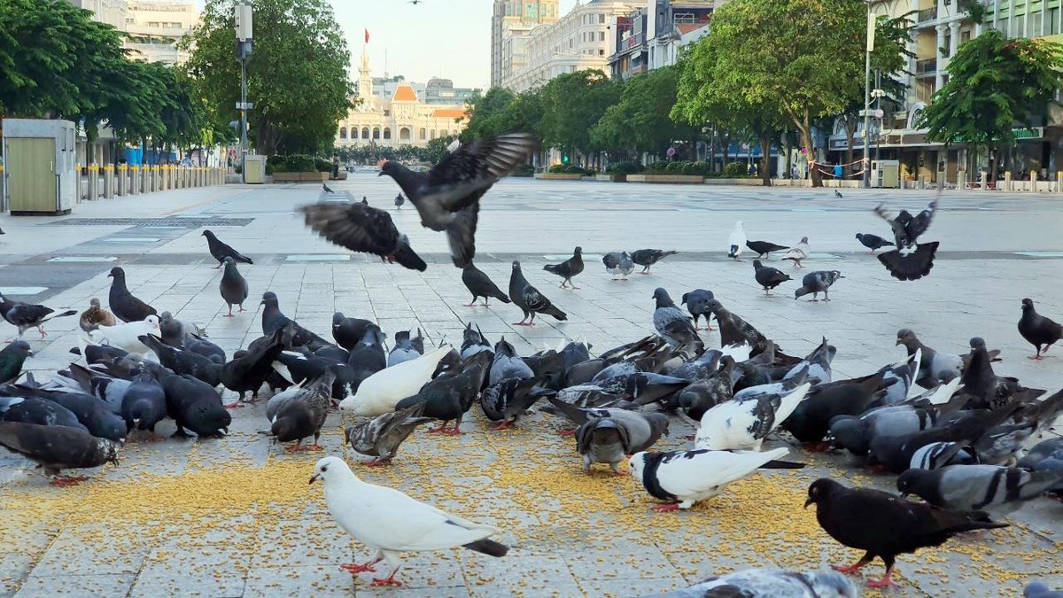 Khu vực phố đi độ Nguyễn Huệ (quận 1)