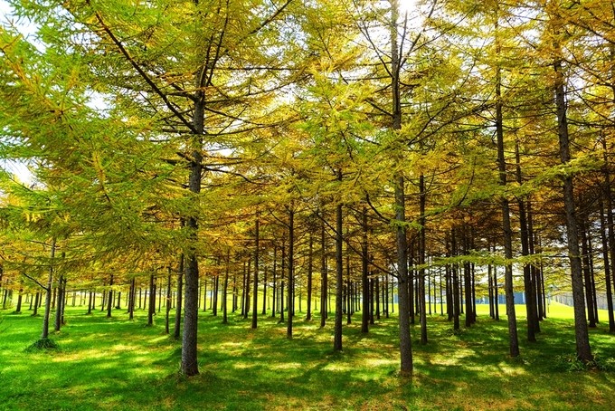 Mùa thu ở Hokkaido qua ống kính du khách Việt ảnh 3 Mùa thu ở Hokkaido qua ống kính du khách Việt ảnh 3