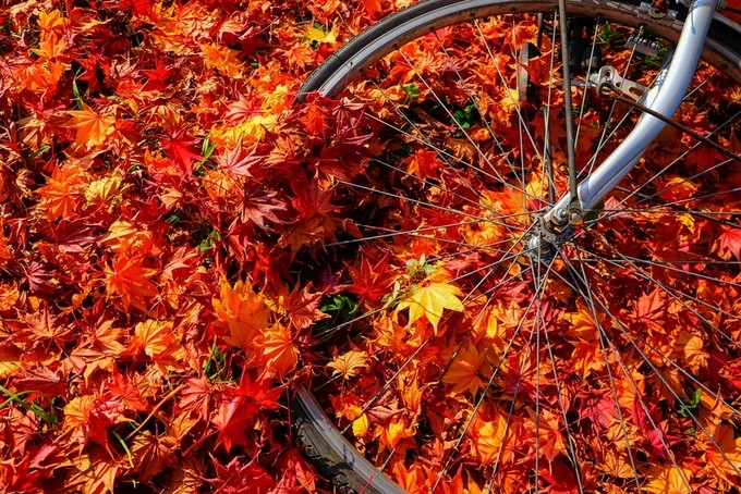 Mùa thu ở Hokkaido qua ống kính du khách Việt ảnh 5 Mùa thu ở Hokkaido qua ống kính du khách Việt ảnh 5