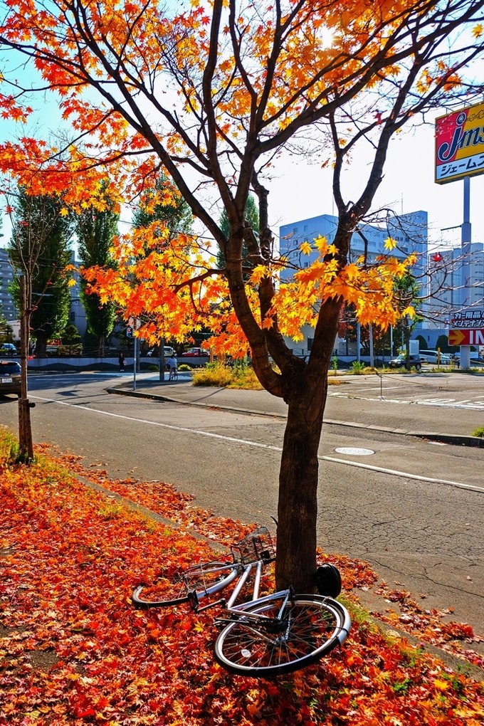 Mùa thu ở Hokkaido qua ống kính du khách Việt ảnh 6 Mùa thu ở Hokkaido qua ống kính du khách Việt ảnh 6