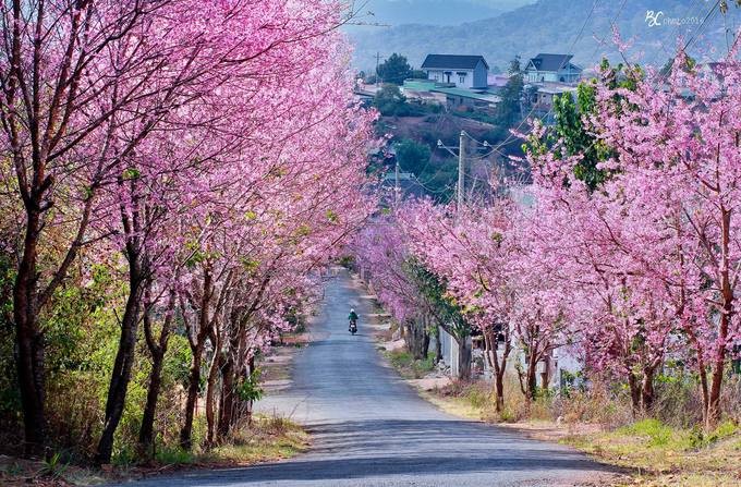 8 điểm đến đẹp nhất Việt Nam để du lịch vào tháng 1 ảnh 6