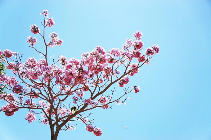 Mùa hoa phấn phủ hồng trời Bảo Lộc ảnh 4