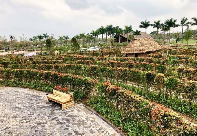Mê cung bằng cây rộng 10.000 m2 ở ngoại thành Hà Nội ảnh 5