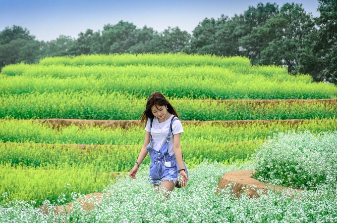 Ruộng hoa bậc thang 'gây sốt' ở Hà Nội ảnh 6