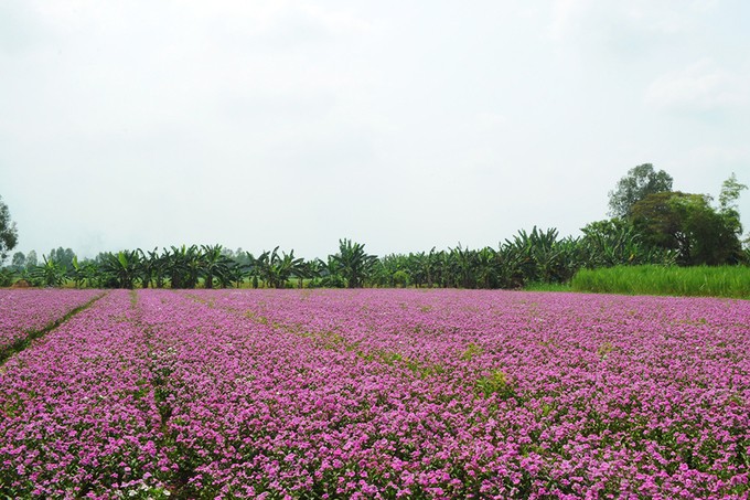 Cánh đồng hoa dừa cạn hút giới trẻ ở An Giang ảnh 3