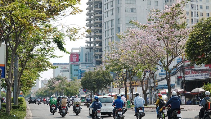 Hàng trăm cây hoa kèn hồng nở rộ giữa trung tâm Sài Gòn ảnh 5