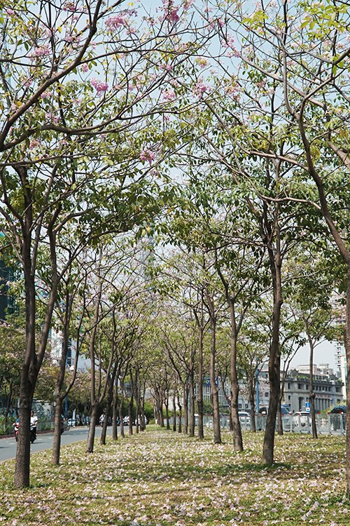 Hàng trăm cây hoa kèn hồng nở rộ giữa trung tâm Sài Gòn ảnh 8