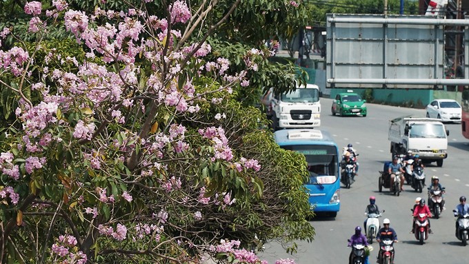 Hàng trăm cây hoa kèn hồng nở rộ giữa trung tâm Sài Gòn ảnh 9