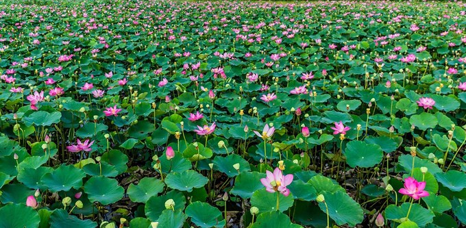 Cánh đồng sen 5 ha nở rộ giữa nắng hạn Ninh Thuận ảnh 2