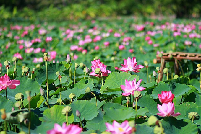Cánh đồng sen 5 ha nở rộ giữa nắng hạn Ninh Thuận ảnh 3