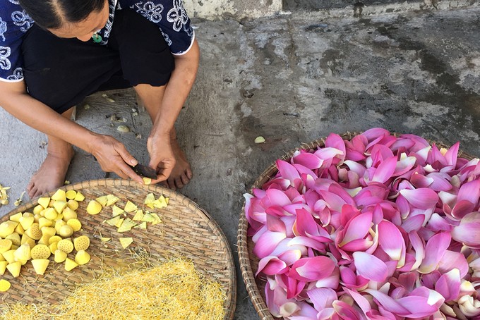 Cánh đồng sen 5 ha nở rộ giữa nắng hạn Ninh Thuận ảnh 7