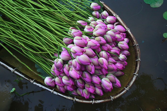 Người Hà Nội hái sen ủ trà ảnh 4