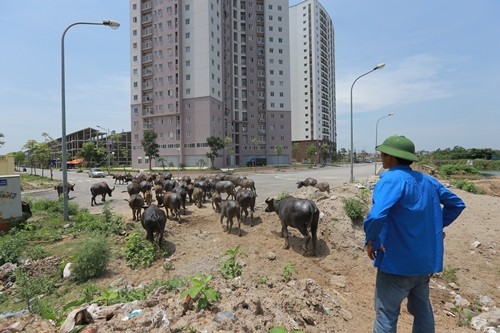 Hà Nội sau 10 năm mở rộng ảnh 2