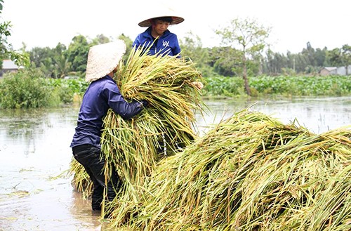 Nước từ Lào tràn về, dân miền Tây không kịp trở tay ảnh 1