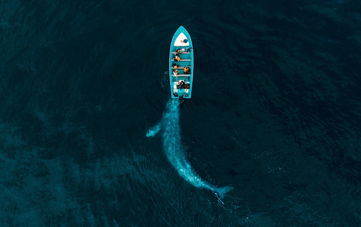 Hạng mục Thiên nhiên thuộc về tác phẩm "Whale Plays Pushing Tourists" (Cá voi xám đẩy thuyền của du khách) của nhiếp ảnh gia Joseph Cheires. Anh này cho biết phải mất 3 năm trời "canh me" mới chụp được khoảnh khắc kì diệu này.