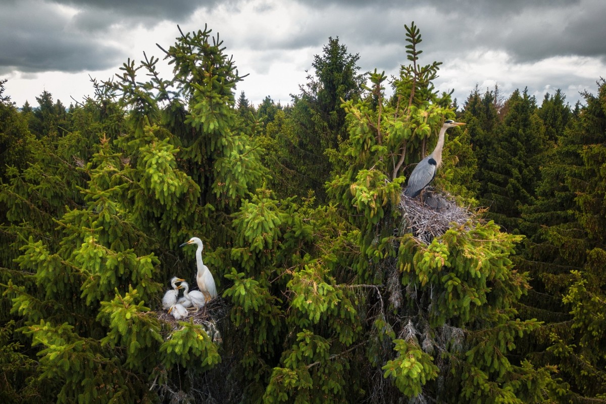 Giải nhất của hạng mục Động vật hoang dã được trao cho bức ảnh "Where Herons Live" (Nơi sinh sống của loài chim diệc) của nhiếp ảnh gia Dmitrii Viliunov. Ông đã giúp nhiều người nhận ra chim diệc không phải làm tổ tại các bụi lau, sậy hoặc đầm lầy mà chúng sống ở trên các ngọn cây to lớn.