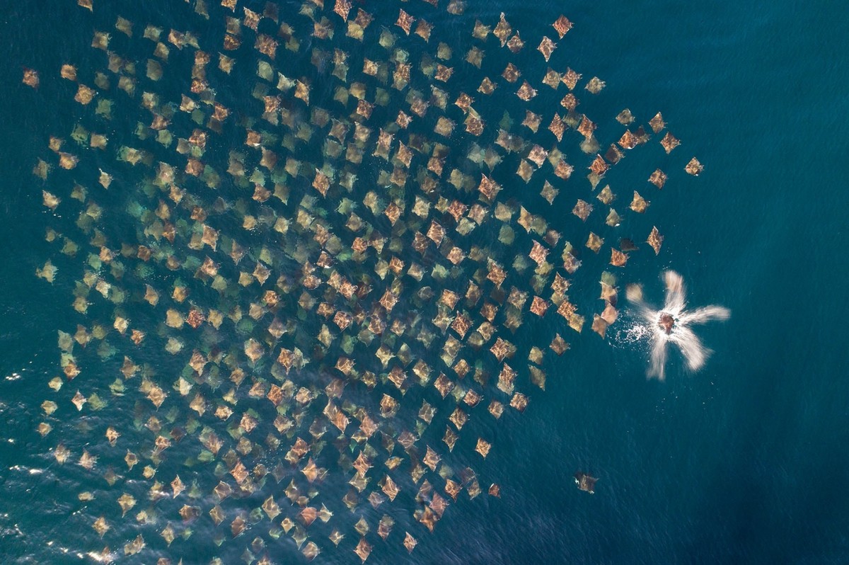 Giải nhì được trao cho bức ảnh "Munk's Mobula Rays Schooling" (cá đuối đi học) của nhiếp ảnh gia Mark Carwardine. Anh này đã chụp được khung cảnh kỳ vĩ ở vùng vịnh California, Mexico.