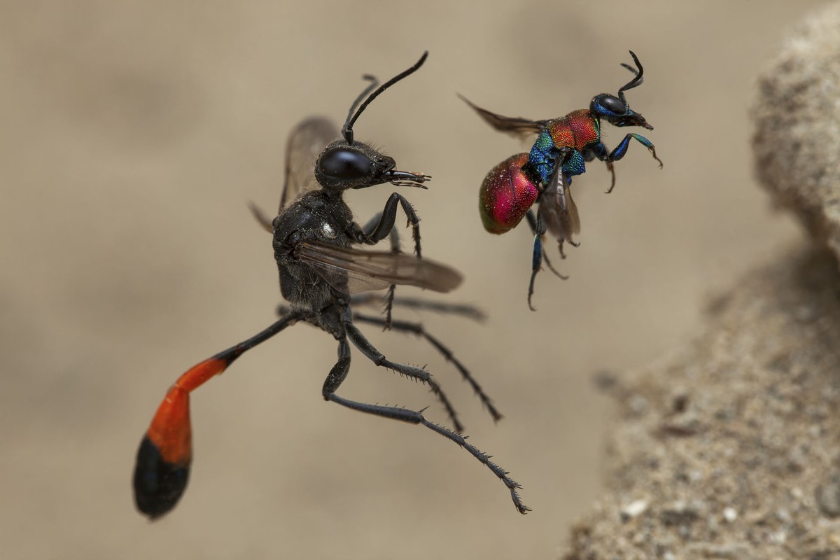 A Tale of Two Wasps - Tác giả: Frank Deschandol, giảnh giải: "Hành vi: Động vật không xương sống".