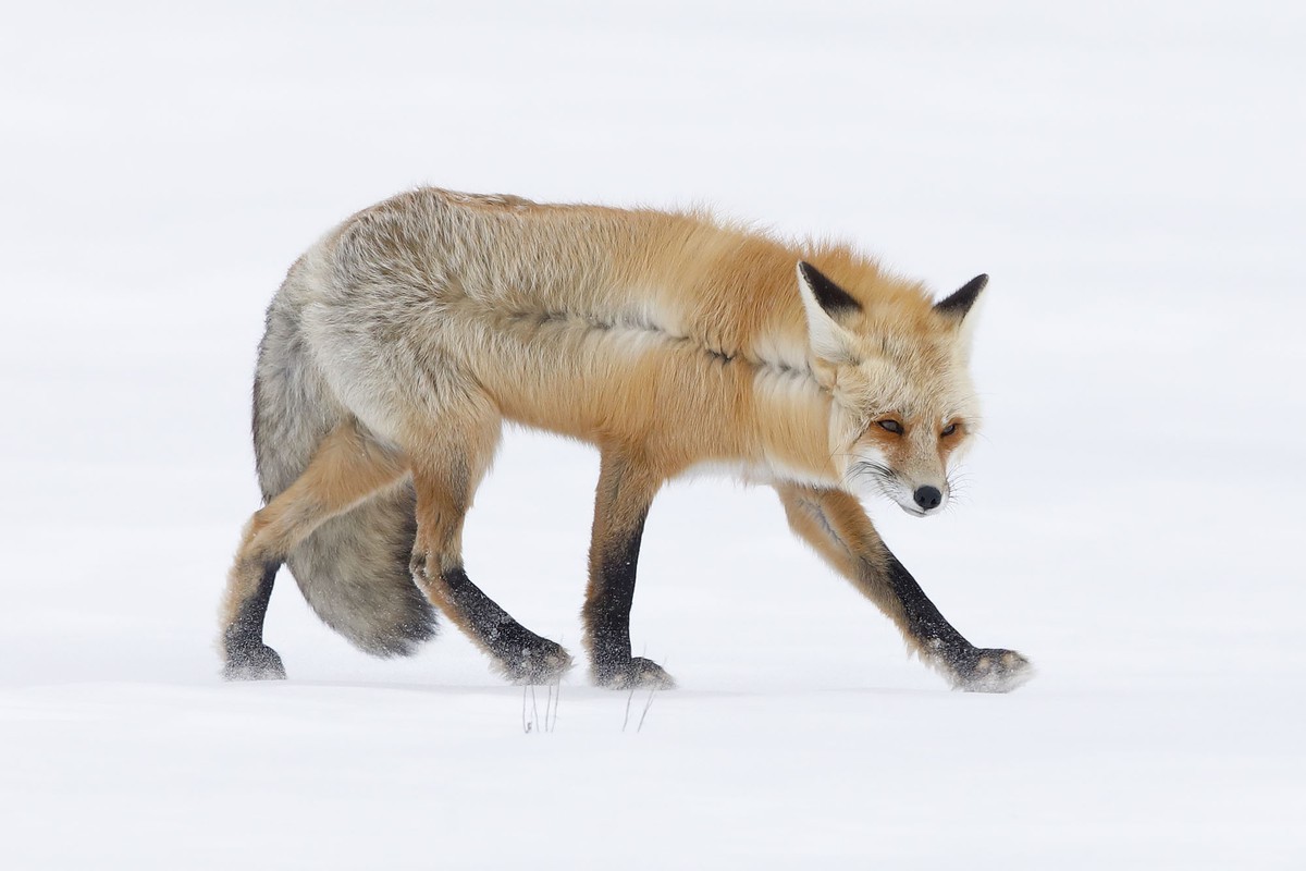 A Fox for All Seasons - Tác giả: John Blumenkamp, giảnh giải "Chân dung động vật được đánh giá cao".