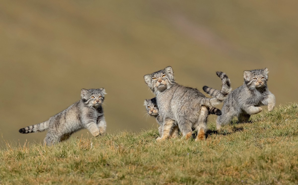 When Mother Says Run - Tác giả: Shanyuan Li, giành giải "Hành vi: Động vât có vú".