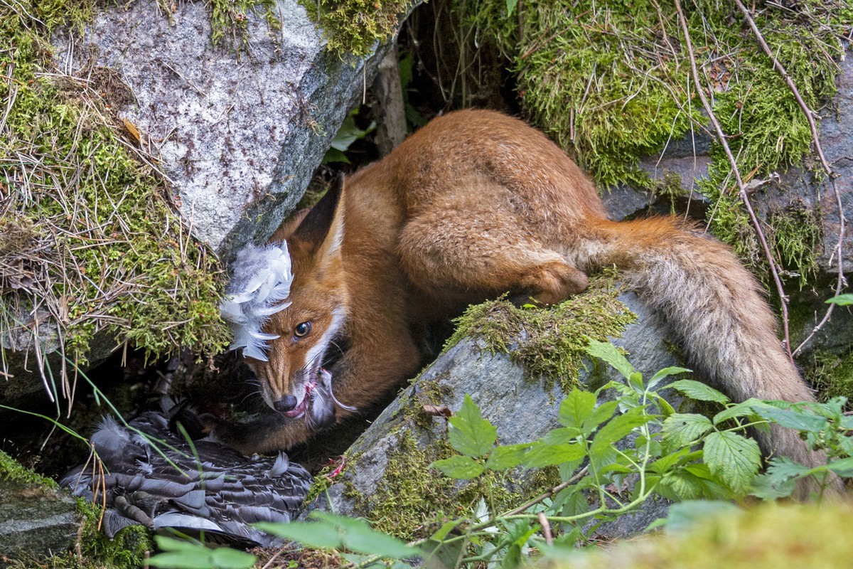 The Fox that Got the Goose - Tác giả: Liina Heikkinen, giảnh giải "Nhiếp ảnh gia độ tuổi từ 15 - 17 tuổi".