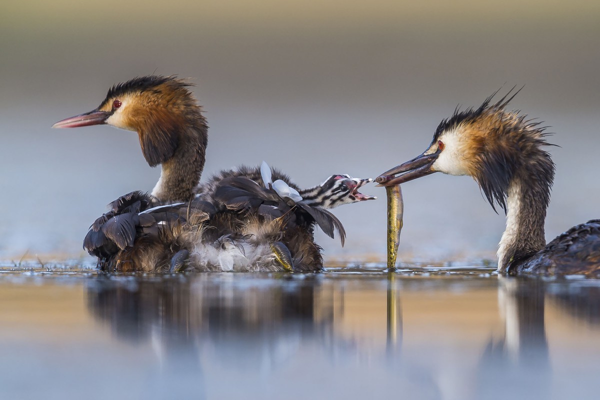 Great Crested Sunrise - Tác giả: Jose Luis Ruiz Jiménez, giảnh giải "Hành vi loài chim".