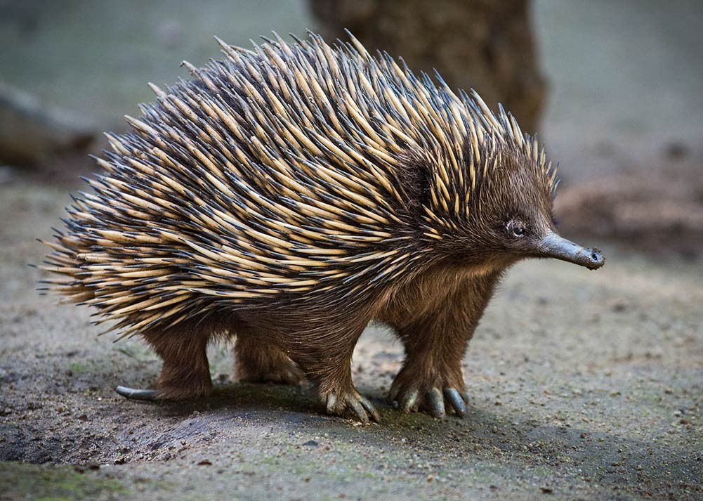 Con Echidna trưởng thành