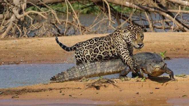Áp sát đủ rồi báo đốm mới tung đòn tấn công.