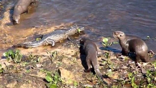 Đàn rái cá tiếp cận con cá sấu caiman, kẻ xâm phạm lãnh thổ. Đàn rái cá tiếp cận con cá sấu caiman, kẻ xâm phạm lãnh thổ.