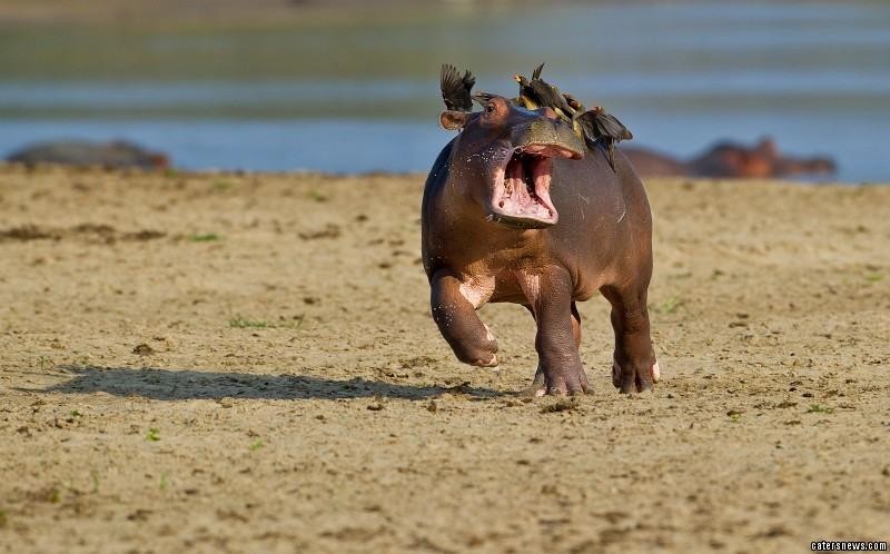 Tìm mọi cách để loại bỏ những kẻ đáng ghét ra khỏi người.