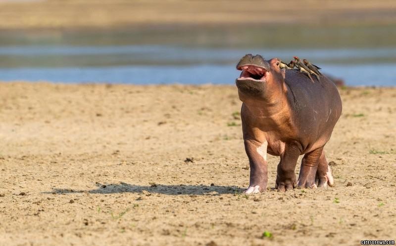 Chú hà mã con khó chịu khi bị những con chim Oxpecker đậu trên lưng.