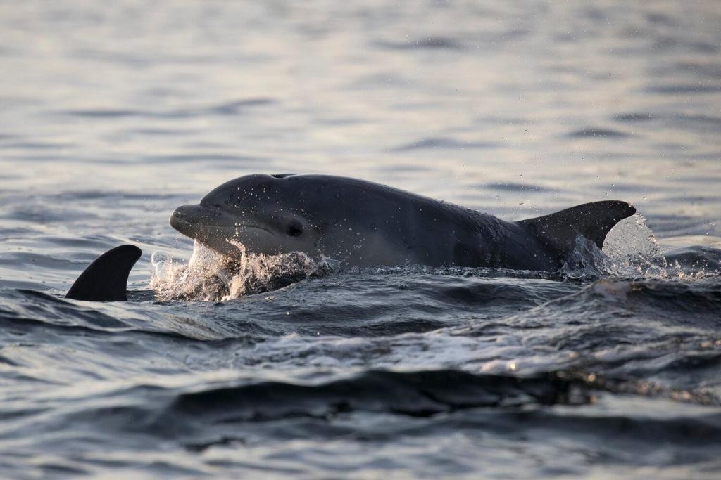 Đàn cá heo mũi chai phát hiện tại vùng vịnh Moray Firth.
