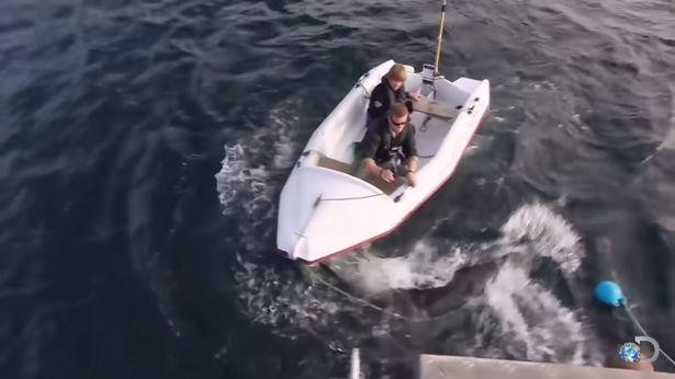 Con cá mập trắng khi lao đi còn ngậm trong miệng chiếc dây nối giữa cano và tàu chính.