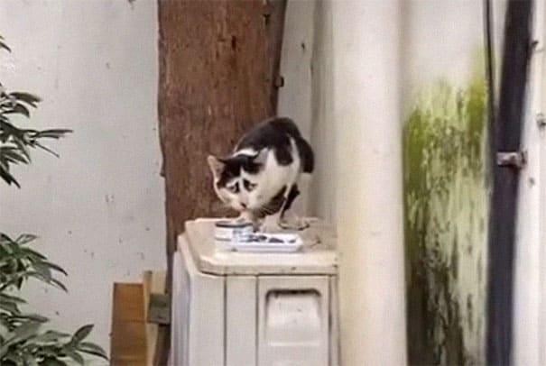 Moggie là chú mèo hoang được tìm thấy trên đường phố Thượng Hải, Trung Quốc.