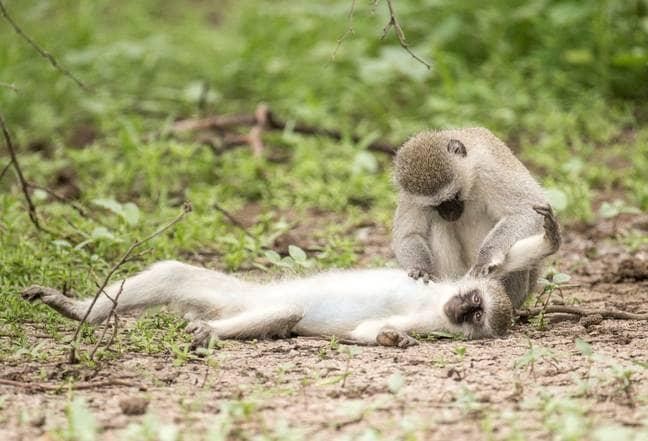 Kiểm tra vết thương cho người bạn. Kiểm tra vết thương cho người bạn.