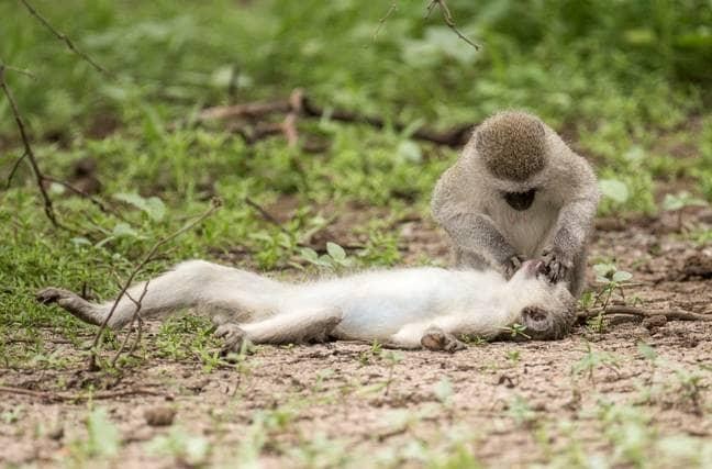 Chuẩn bị sơ cứu. Chuẩn bị sơ cứu.