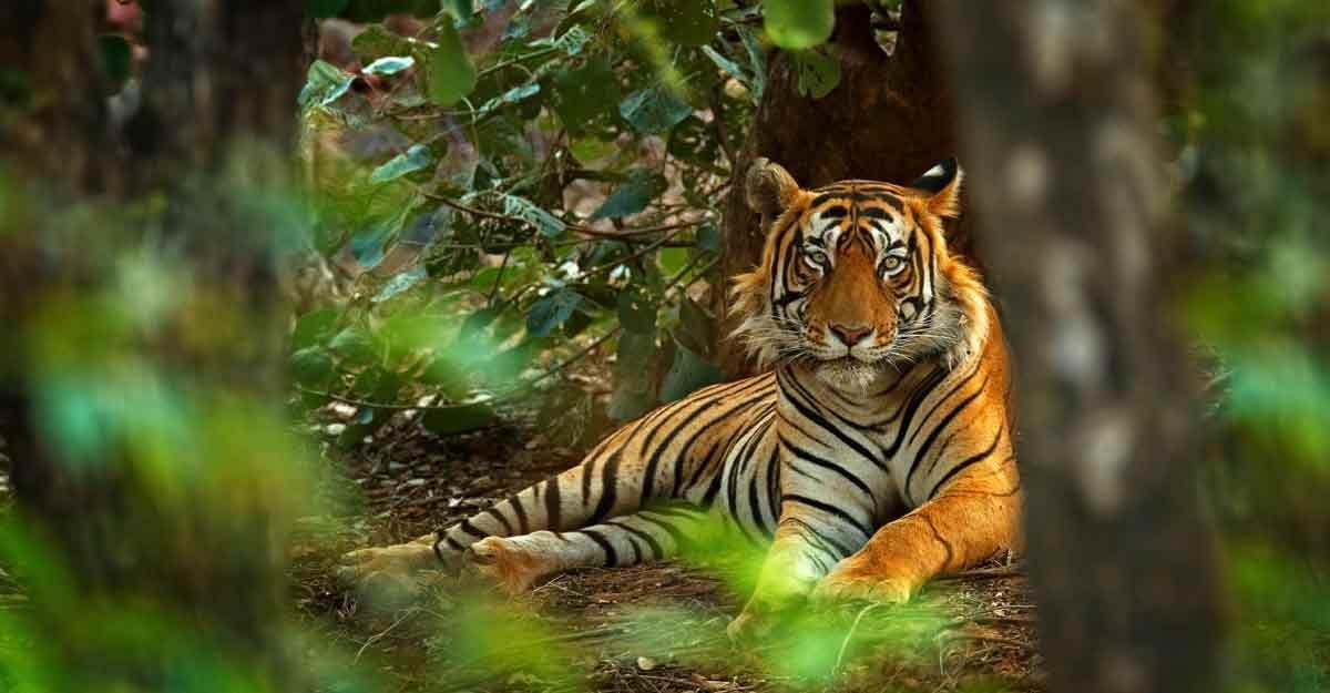 Hổ Bengal.