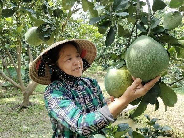 Nông dân Bến Tre thu hoạch bưởi da xanh. (Ảnh: Công Trí/TTXVN).