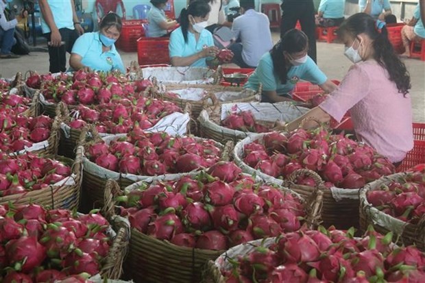 Việt Nam có rất nhiều trái cây nhiệt đới đặc sản, nhưng đến nay mới chỉ có quả thanh long được cấp phép Link Vào Nhà Cái KL99 COM Tặng +199k vào thị trường Ấn Độ. (Ảnh: Minh Trí/TTXVN).