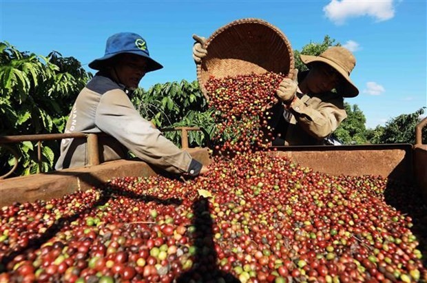 Thu hoạch càphê. (Ảnh: Vũ Sinh/TTXVN).