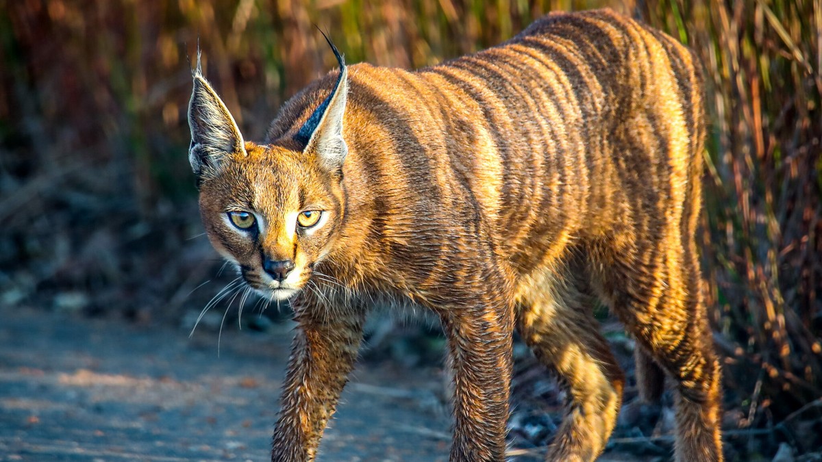 Mèo Caracal.