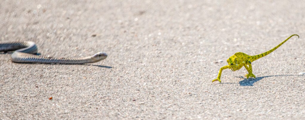Con rắn Boomslang tiếp cận chú tắc kè đang bị mắc kẹt trên đường.