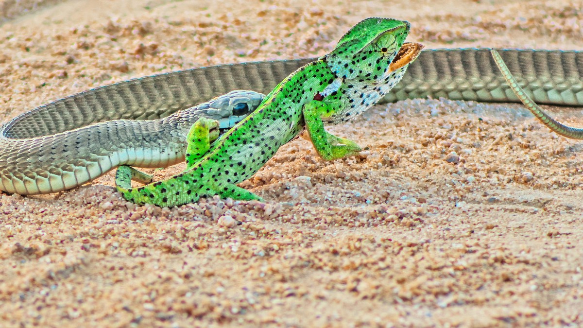 Con mồi gần như không có "cửa" trước rắn lục Boomslang.