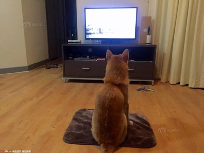 Chó Shiba gây sốt với dáng ngồi xem tivi giống hệt con người ảnh 1
