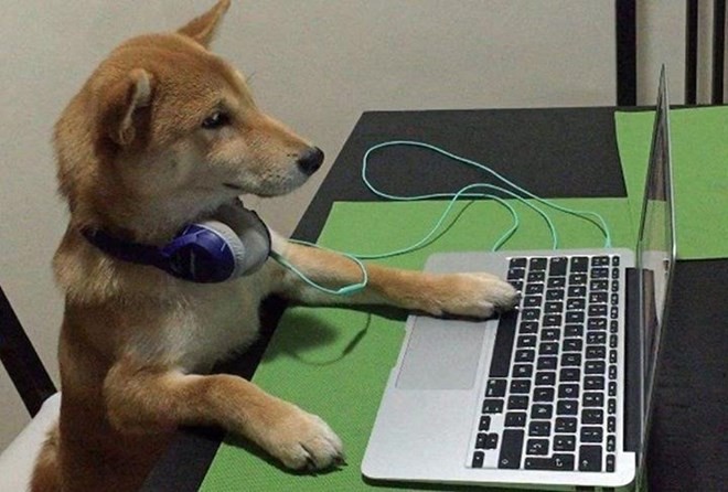 Chó Shiba gây sốt với dáng ngồi xem tivi giống hệt con người ảnh 2